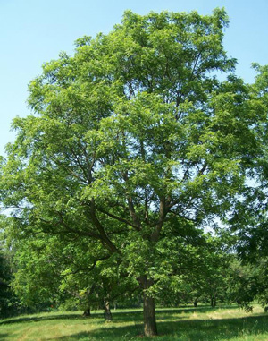 Применение лиственных деревьев: из каких материалов и изделий их можно сделать Применение лиственных деревьев: из каких материалов и изделий их можно сделать